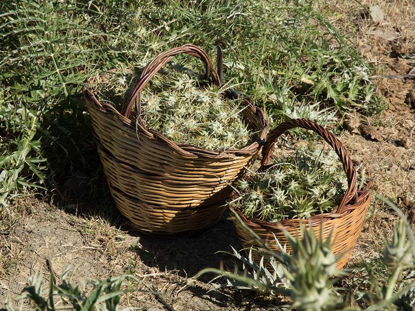 Distilleria Belfiore | Spiriti Siciliani