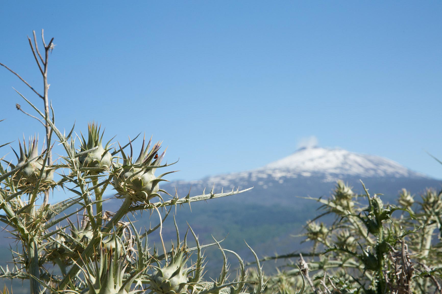 Etna - Distilleria Belfiore